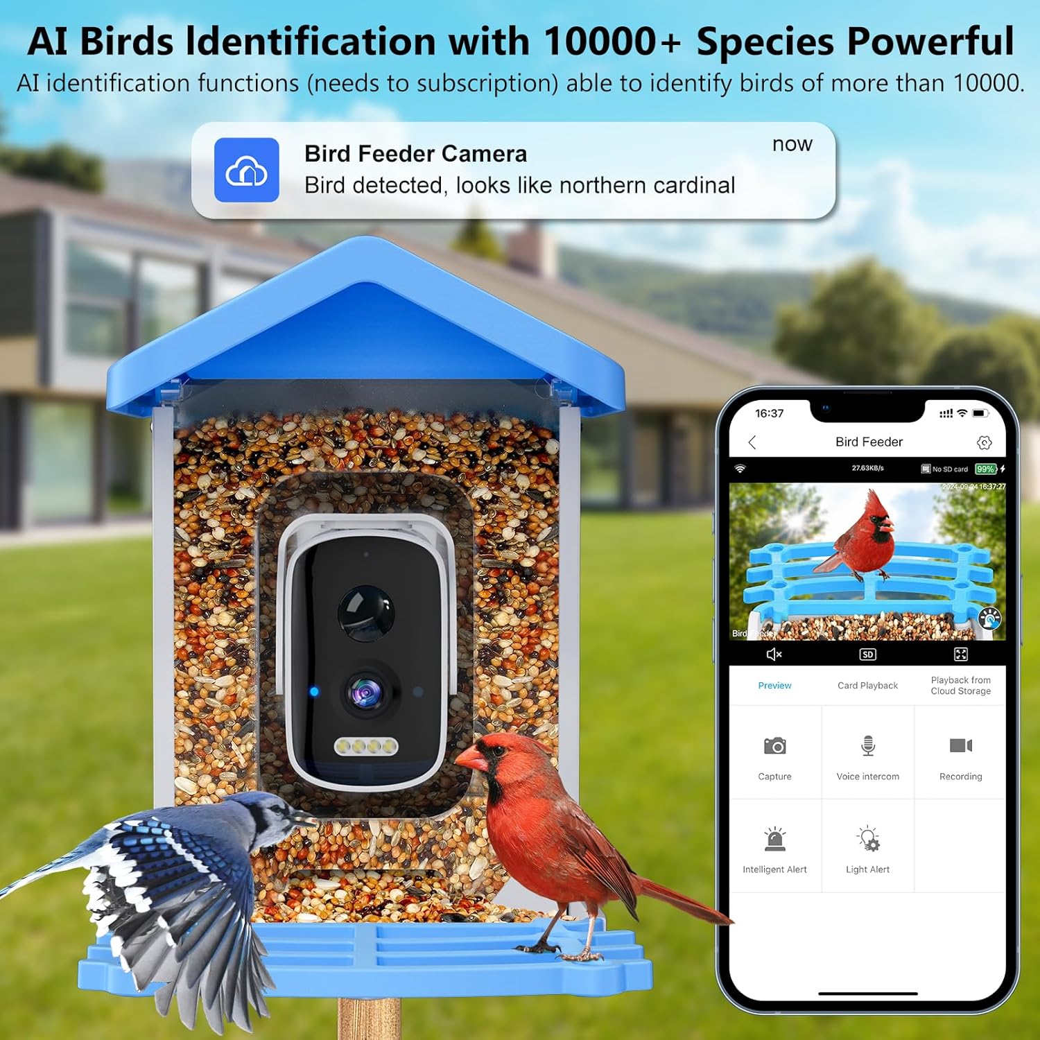 Pengumpan Burung Pintar dengan - Bird Feeder Camera Wifi Smart Ai ulasan dan harga
